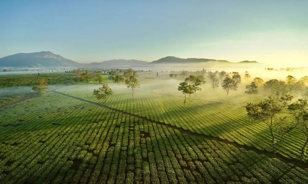 Đồi chè tại Biển Hồ Chè